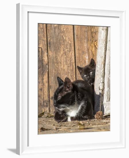 Young Cat with Mother-Andrea Haase-Framed Photographic Print