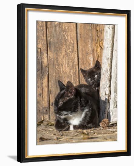 Young Cat with Mother-Andrea Haase-Framed Photographic Print