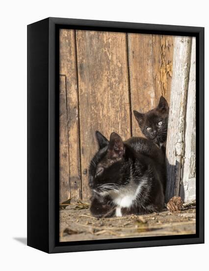 Young Cat with Mother-Andrea Haase-Framed Premier Image Canvas