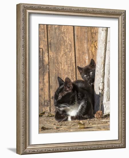 Young Cat with Mother-Andrea Haase-Framed Photographic Print