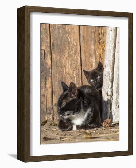 Young Cat with Mother-Andrea Haase-Framed Photographic Print