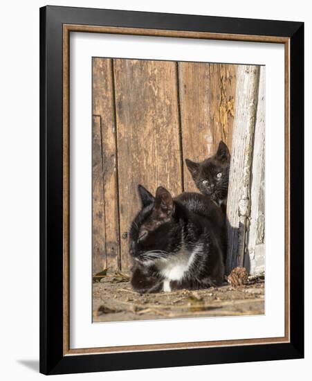 Young Cat with Mother-Andrea Haase-Framed Photographic Print