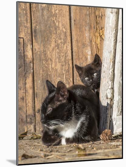 Young Cat with Mother-Andrea Haase-Mounted Photographic Print