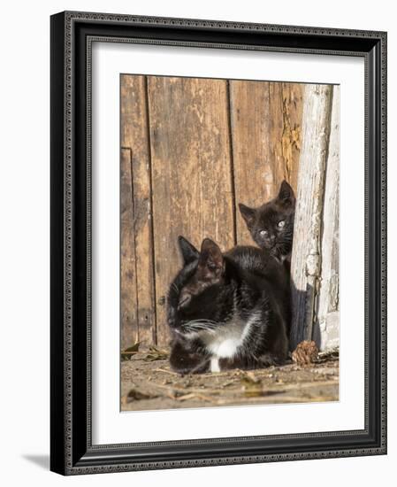 Young Cat with Mother-Andrea Haase-Framed Photographic Print