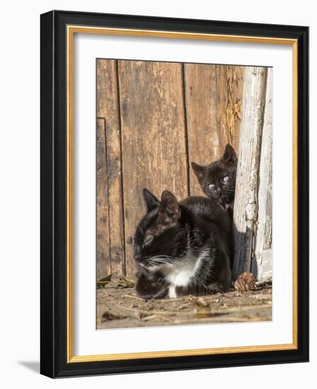 Young Cat with Mother-Andrea Haase-Framed Photographic Print