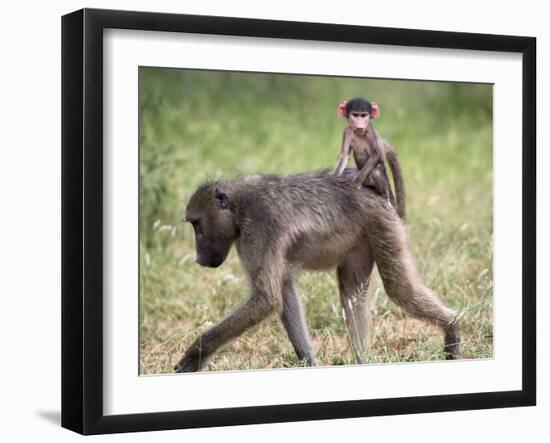 Young Chacma Baboon Riding on Adult's Back in Kruger National Park, Mpumalanga, Africa-Ann & Steve Toon-Framed Photographic Print