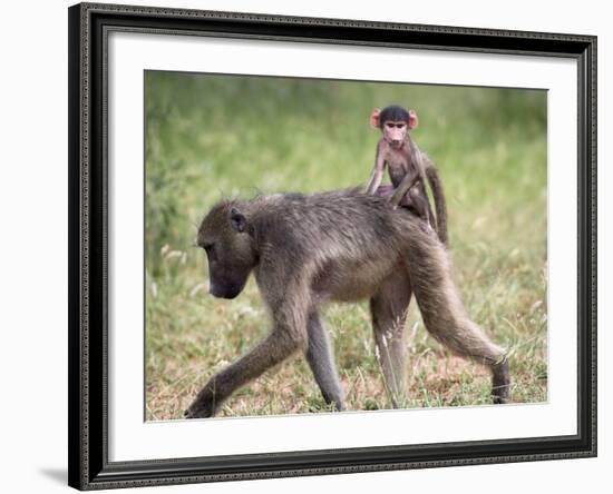 Young Chacma Baboon Riding on Adult's Back in Kruger National Park, Mpumalanga, Africa-Ann & Steve Toon-Framed Photographic Print