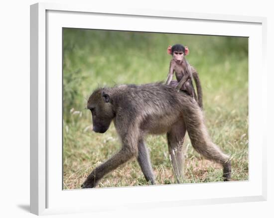 Young Chacma Baboon Riding on Adult's Back in Kruger National Park, Mpumalanga, Africa-Ann & Steve Toon-Framed Photographic Print