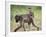 Young Chacma Baboon Riding on Adult's Back in Kruger National Park, Mpumalanga, Africa-Ann & Steve Toon-Framed Photographic Print