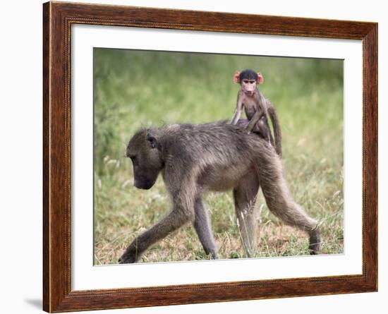 Young Chacma Baboon Riding on Adult's Back in Kruger National Park, Mpumalanga, Africa-Ann & Steve Toon-Framed Photographic Print