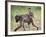 Young Chacma Baboon Riding on Adult's Back in Kruger National Park, Mpumalanga, Africa-Ann & Steve Toon-Framed Photographic Print