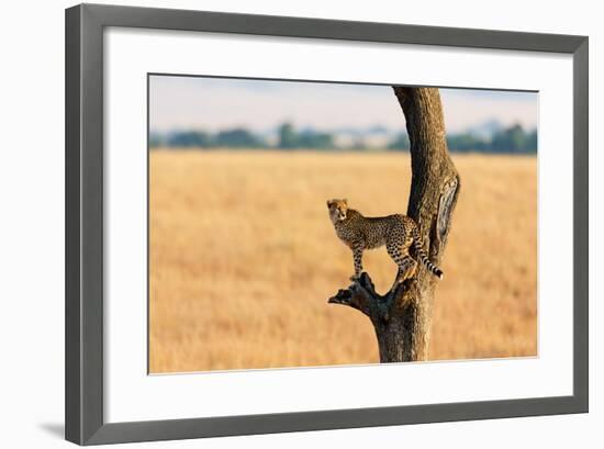 Young Cheetah in the Tree in Masai Mara, Kenya-Maggy Meyer-Framed Photographic Print