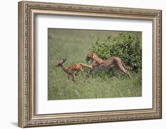 Young Cheetah Learning to Hunt-DLILLC-Framed Photographic Print