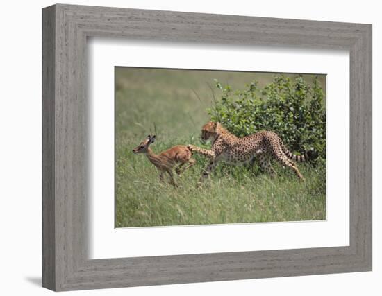 Young Cheetah Learning to Hunt-DLILLC-Framed Photographic Print