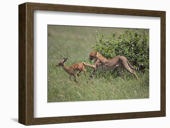 Young Cheetah Learning to Hunt-DLILLC-Framed Photographic Print