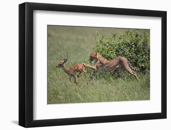 Young Cheetah Learning to Hunt-DLILLC-Framed Photographic Print