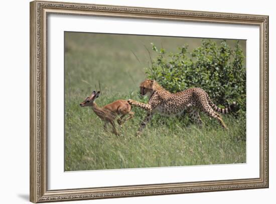 Young Cheetah Learning to Hunt-DLILLC-Framed Photographic Print