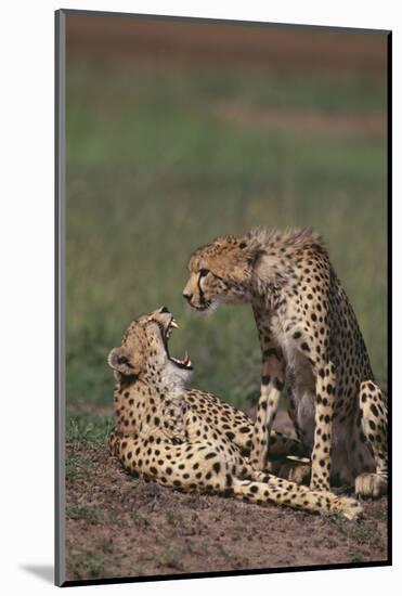 Young Cheetah Yawning-DLILLC-Mounted Photographic Print