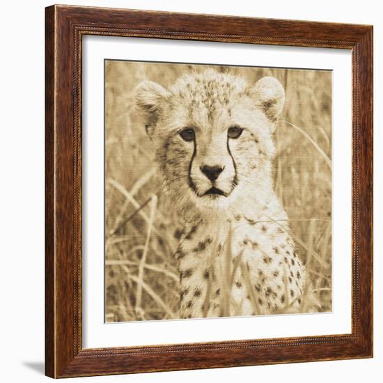 Young Cheetah-Susann Parker-Framed Photo