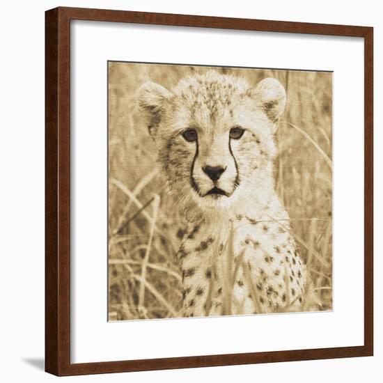 Young Cheetah-Susann Parker-Framed Photo