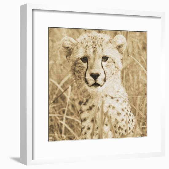 Young Cheetah-Susann Parker-Framed Photo