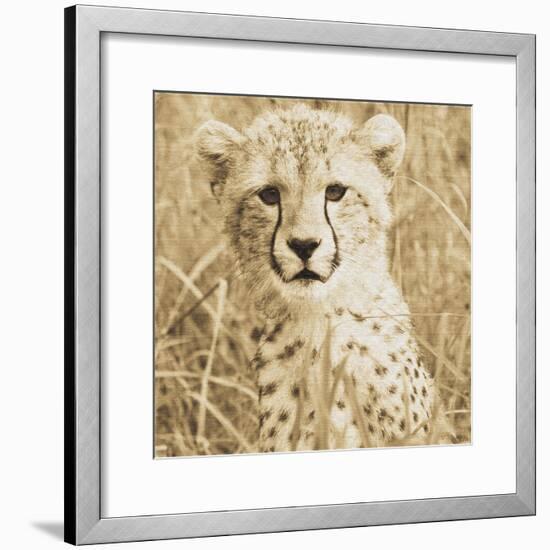 Young Cheetah-Susann Parker-Framed Photo