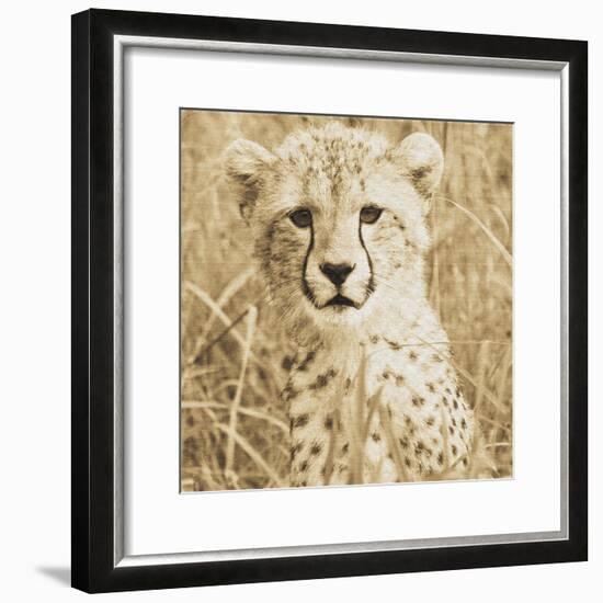 Young Cheetah-Susann Parker-Framed Photo