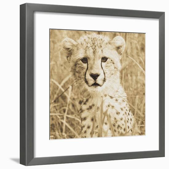 Young Cheetah-Susann Parker-Framed Photo