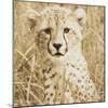 Young Cheetah-Susann Parker-Mounted Photo