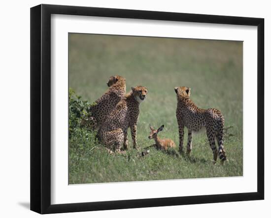 Young Cheetahs Practice Hunting-DLILLC-Framed Photographic Print