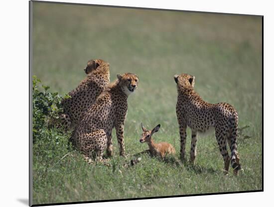 Young Cheetahs Practice Hunting-DLILLC-Mounted Photographic Print