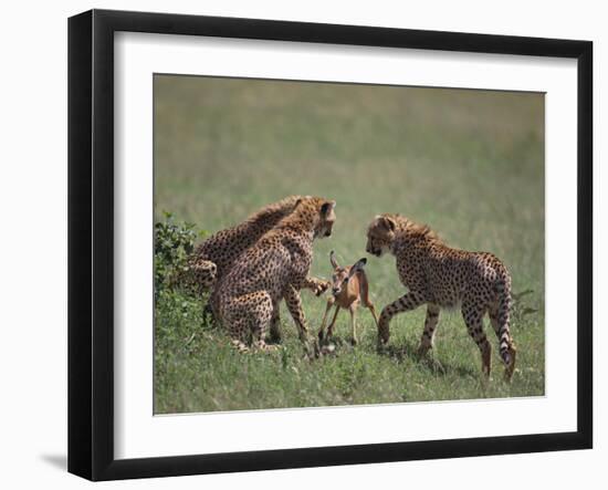 Young Cheetahs Practice Hunting-DLILLC-Framed Photographic Print