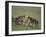 Young Cheetahs Practice Hunting-DLILLC-Framed Photographic Print