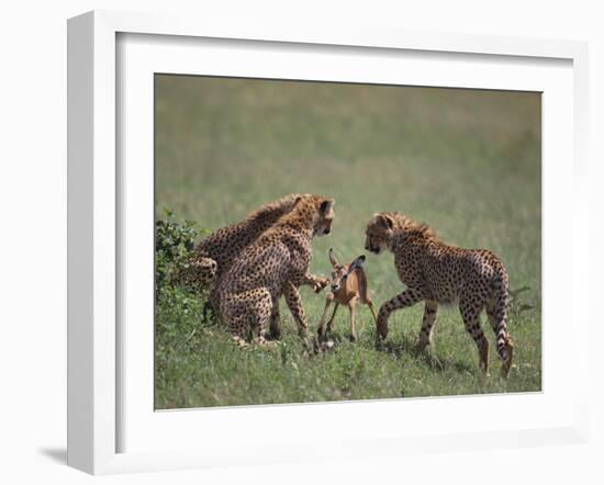 Young Cheetahs Practice Hunting-DLILLC-Framed Photographic Print