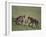 Young Cheetahs Practice Hunting-DLILLC-Framed Photographic Print