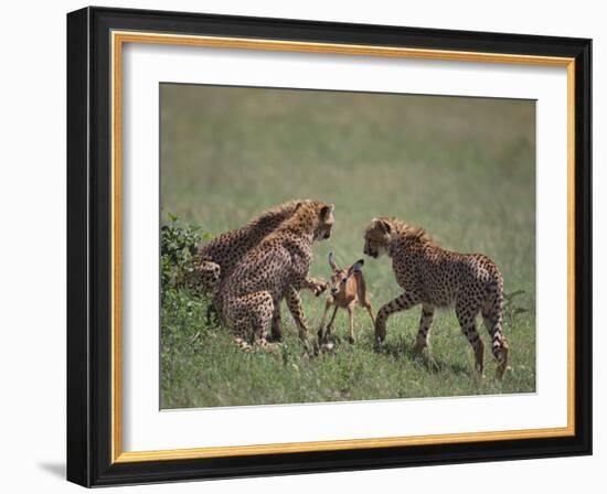 Young Cheetahs Practice Hunting-DLILLC-Framed Photographic Print