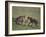 Young Cheetahs Practice Hunting-DLILLC-Framed Photographic Print