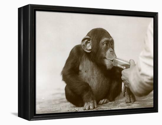 Young Chimpanzee 'Johnnie' Taking Cod-Liver Oil at London Zoo, April 1923-Frederick William Bond-Framed Premier Image Canvas