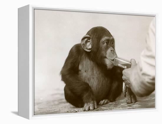 Young Chimpanzee 'Johnnie' Taking Cod-Liver Oil at London Zoo, April 1923-Frederick William Bond-Framed Premier Image Canvas