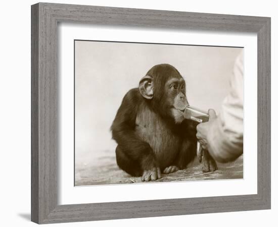 Young Chimpanzee 'Johnnie' Taking Cod-Liver Oil at London Zoo, April 1923-Frederick William Bond-Framed Photographic Print