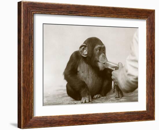 Young Chimpanzee 'Johnnie' Taking Cod-Liver Oil at London Zoo, April 1923-Frederick William Bond-Framed Photographic Print