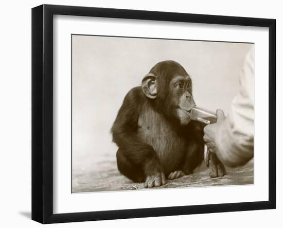 Young Chimpanzee 'Johnnie' Taking Cod-Liver Oil at London Zoo, April 1923-Frederick William Bond-Framed Photographic Print