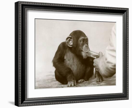 Young Chimpanzee 'Johnnie' Taking Cod-Liver Oil at London Zoo, April 1923-Frederick William Bond-Framed Photographic Print