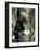 Young Chimpanzee Male, Gombe National Park, Tanzania-Kristin Mosher-Framed Photographic Print