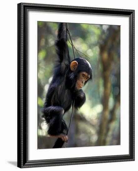 Young Chimpanzee Male, Gombe National Park, Tanzania-Kristin Mosher-Framed Photographic Print