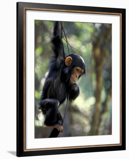 Young Chimpanzee Male, Gombe National Park, Tanzania-Kristin Mosher-Framed Photographic Print