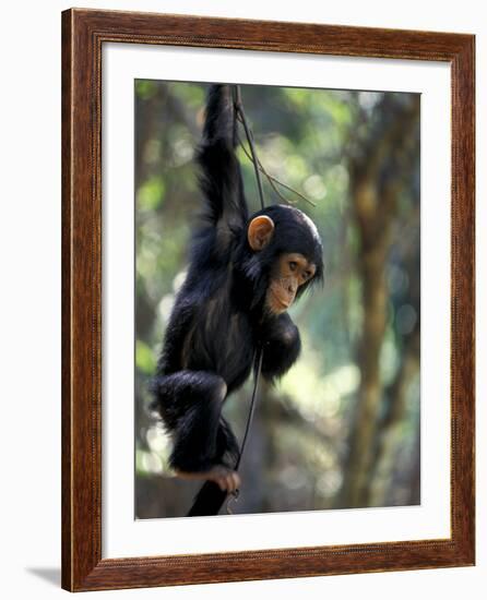 Young Chimpanzee Male, Gombe National Park, Tanzania-Kristin Mosher-Framed Photographic Print