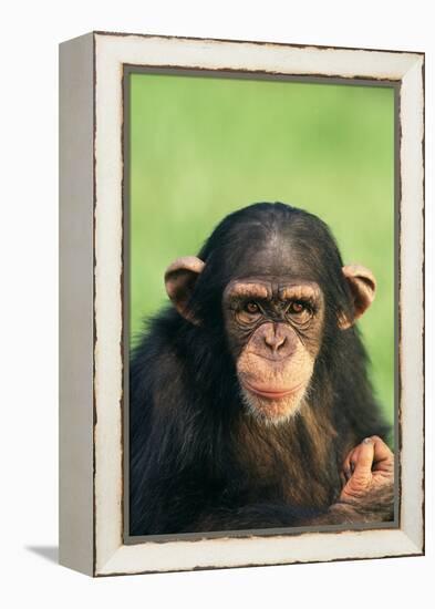 Young Chimpanzee-DLILLC-Framed Premier Image Canvas