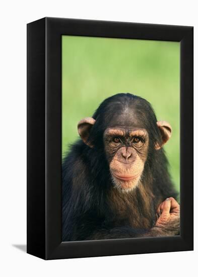 Young Chimpanzee-DLILLC-Framed Premier Image Canvas