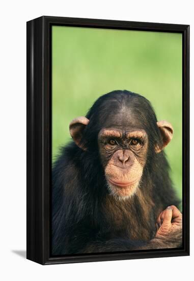 Young Chimpanzee-DLILLC-Framed Premier Image Canvas